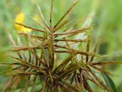 Cyperus engelmannii