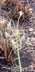Tulbaghia leucantha