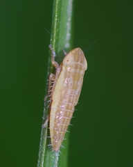 Henschia