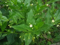 Kraussia floribunda