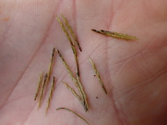 Cyperus engelmannii