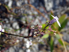 Lobelia setacea