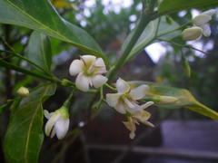 Kraussia floribunda