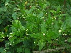 Kraussia floribunda