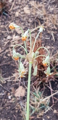 Tulbaghia leucantha