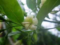 Kraussia floribunda