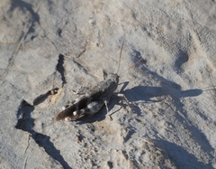 Oedipoda germanica meridionalis