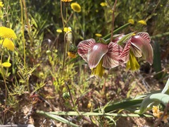 Gladiolus watermeyeri