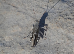 Oedipoda germanica meridionalis