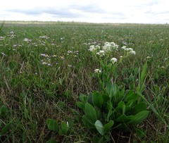 Lepidium cartilagineum