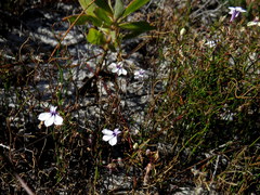 Lobelia setacea