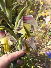 Gladiolus watermeyeri