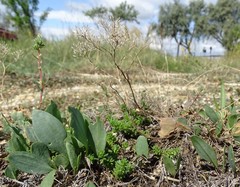 Lepidium cartilagineum