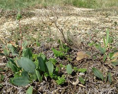 Lepidium cartilagineum