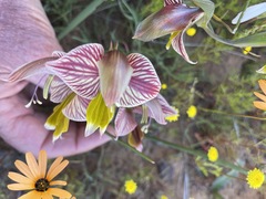 Gladiolus watermeyeri