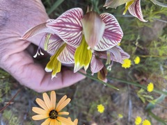 Gladiolus watermeyeri