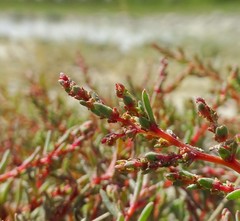 Suaeda pannonica