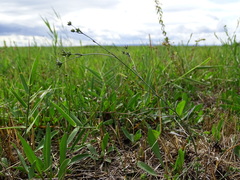 Bupleurum tenuissimum