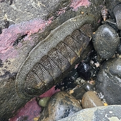 Chiton stokesii