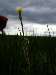 Scorzonera parviflora