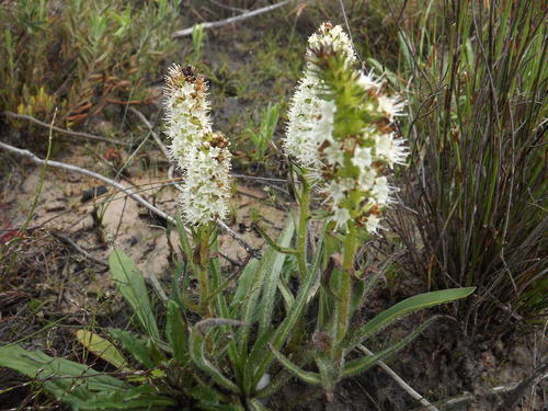 White Boragebrush (Echiostachys spicatus)