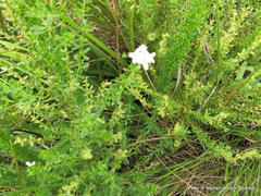 Chaenostoma floribundum