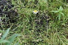 Tripleurospermum hookeri