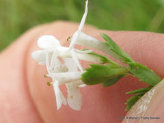 Chaenostoma floribundum