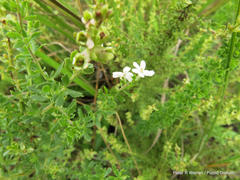 Chaenostoma floribundum