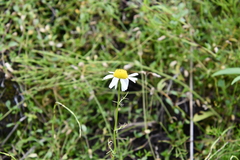 Tripleurospermum hookeri