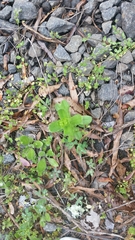 Valerianella radiata