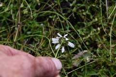 Tripleurospermum hookeri