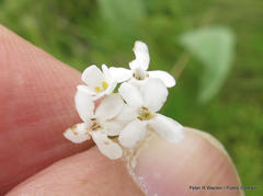 Chaenostoma floribundum