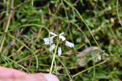 Tripleurospermum hookeri