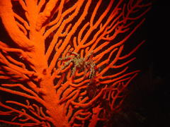 Achaeopsis spinulosa