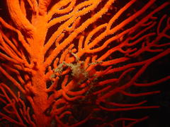 Achaeopsis spinulosa