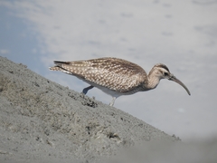 Numenius phaeopus