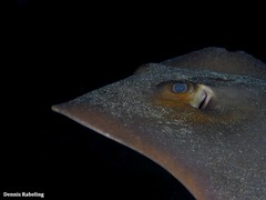 Common stingray