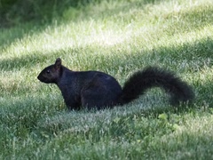 Sciurus carolinensis