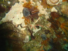 Achaeopsis spinulosa