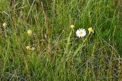 Tripleurospermum hookeri