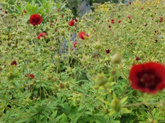Potentilla thurberi