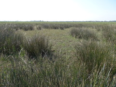 Juncus maritimus
