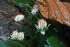 Haemanthus albiflos