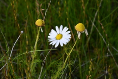 Tripleurospermum hookeri