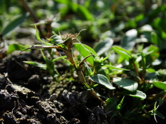 Sporobolus aculeatus