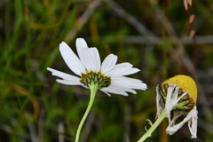 Tripleurospermum hookeri