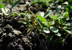 Sporobolus aculeatus