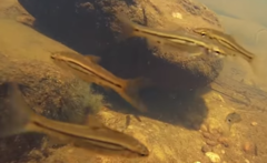 Enteromius viviparus