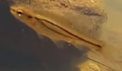 Enteromius viviparus